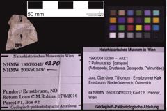 Foto (Objekt + Etiketten) von ? Palinurus sp. (NHMW-GEO-1990-0041-0280)